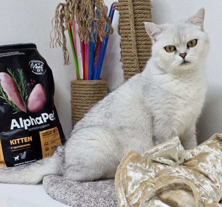 Стерелизованая  кошечка британская