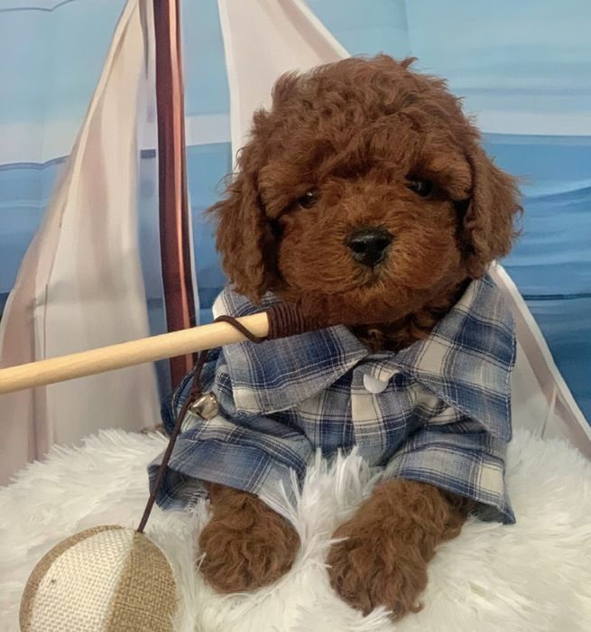 Пудел тийкъп /пудел той с родословие