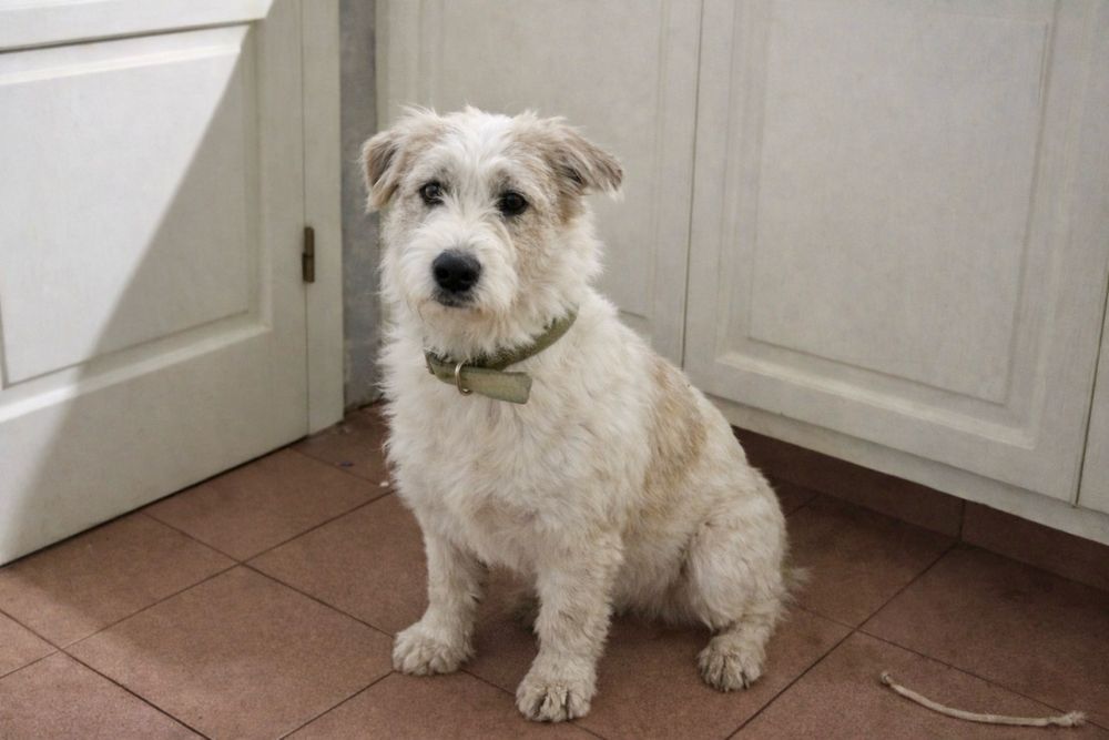 Собака Майя — нежная девочка ищет дом