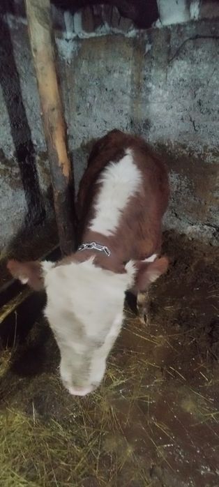 Быки откорм продам