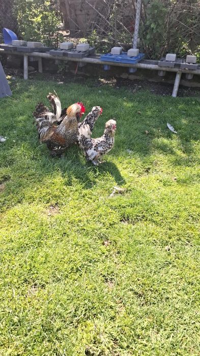 PUI Struma bantam