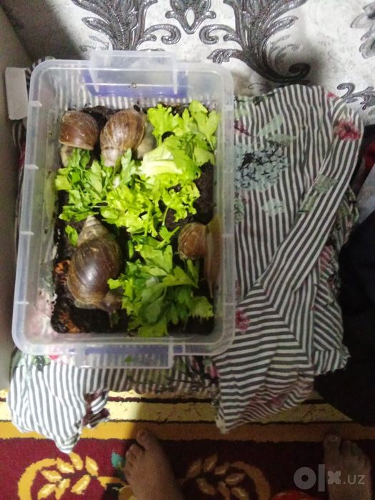 Яйца улиток Ахатины Срочно