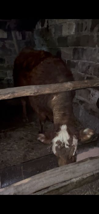 Жас сиырлар сатылады 4 бас