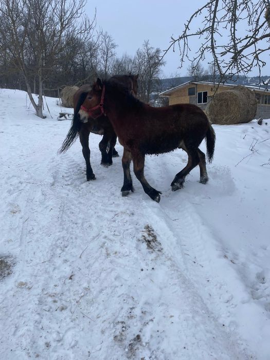 Vând mânz de 5 luni