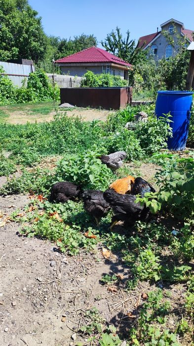 Продам Циплята 3 месяца
