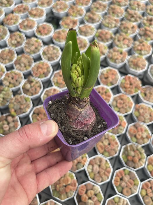 Гиацинты - готовые луковицы в продаже