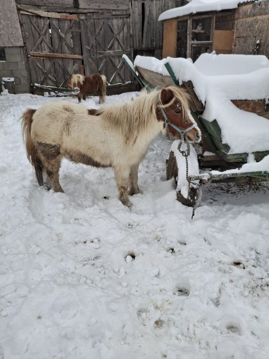 Vând poneiță 2ani jumate