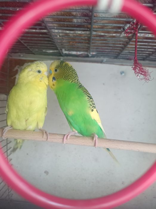 Peruși pereche matură și un pui