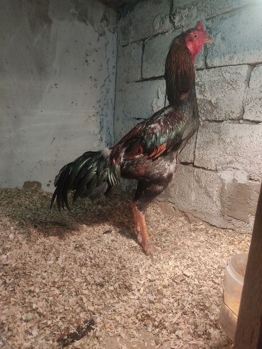 Дакан тауык кораз сатылады