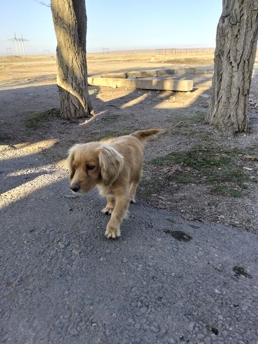 Охотничный собака