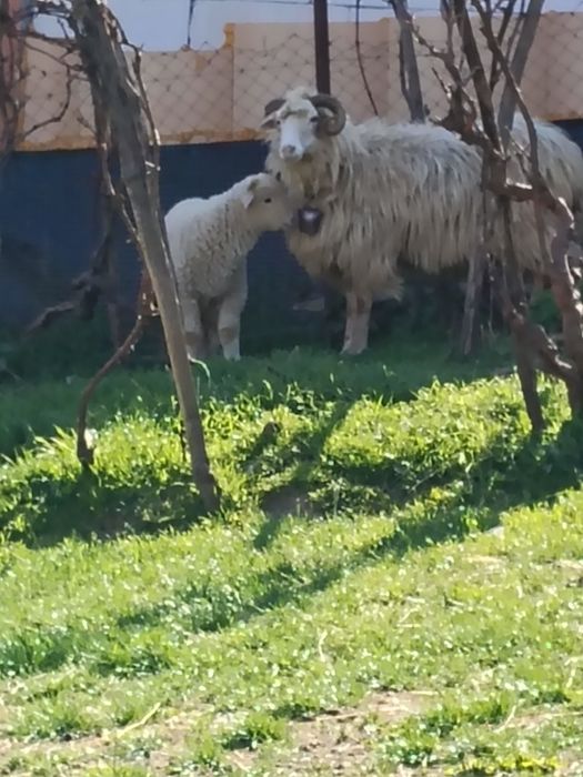 De vânzare oaie cu miel , fac și schimb