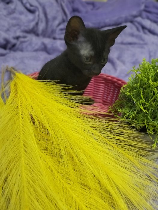 Бронь на котят сфинксов