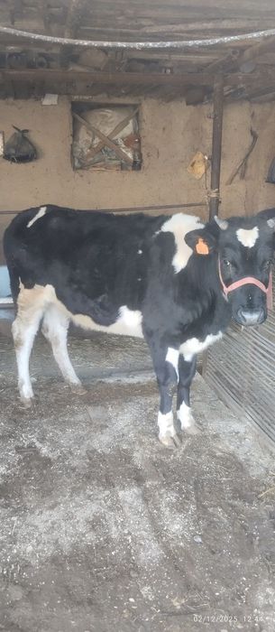 Gʻoʻnajin sotiladi