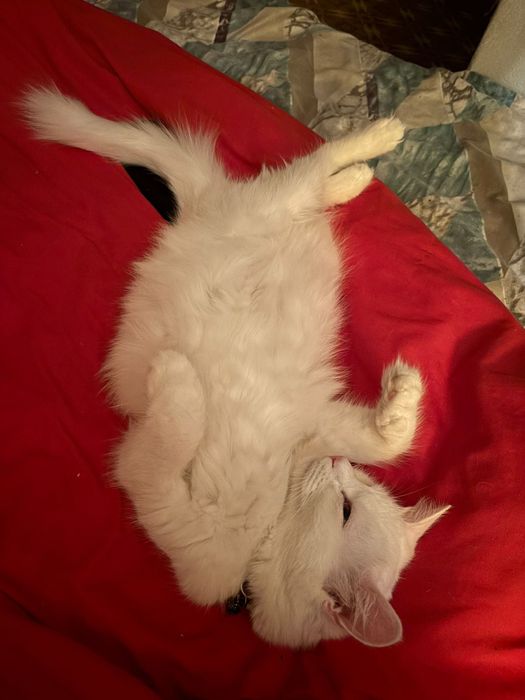 Кошка турецкая ангора