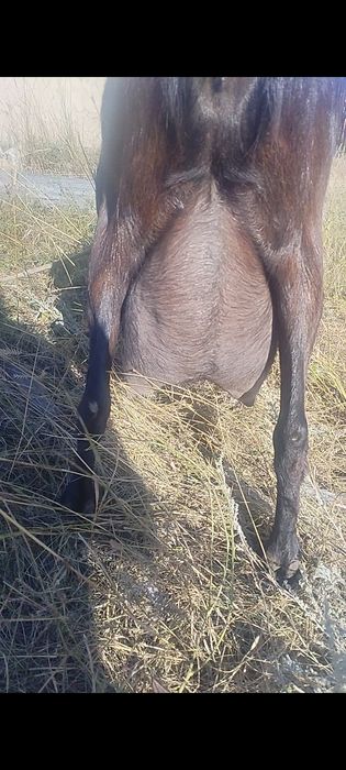 Продам двойную козу