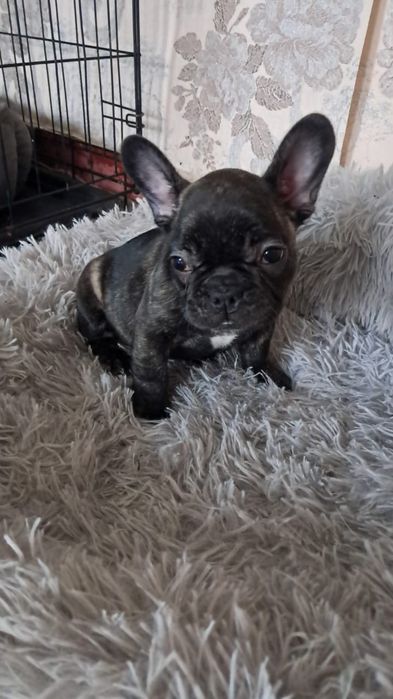 Французский бульдог девочка