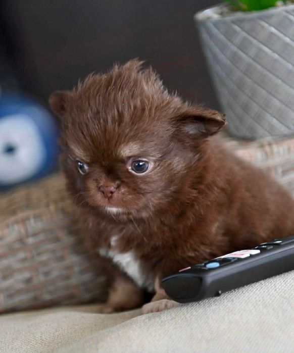 Мъжко дългокосместо миниатюрно шоколадов тен чихуахуа