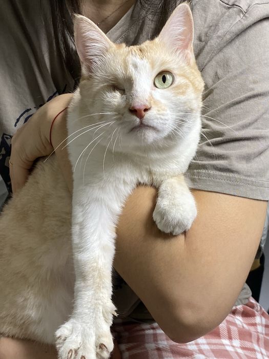 Ищет дом особенная кошечка с большим сердцем