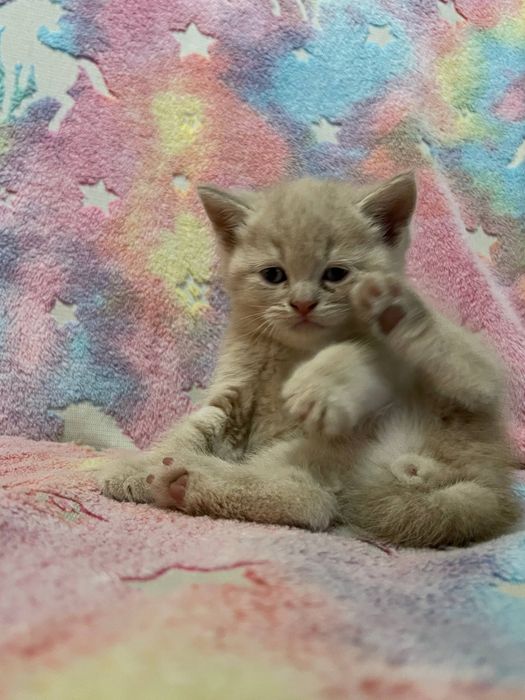 Порода скотиш фолд очень игривые ,лоток ходят кушают сами ,лосковые