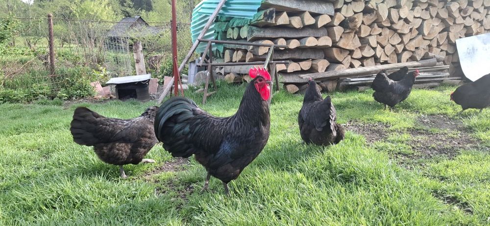 Cocos Australorp-