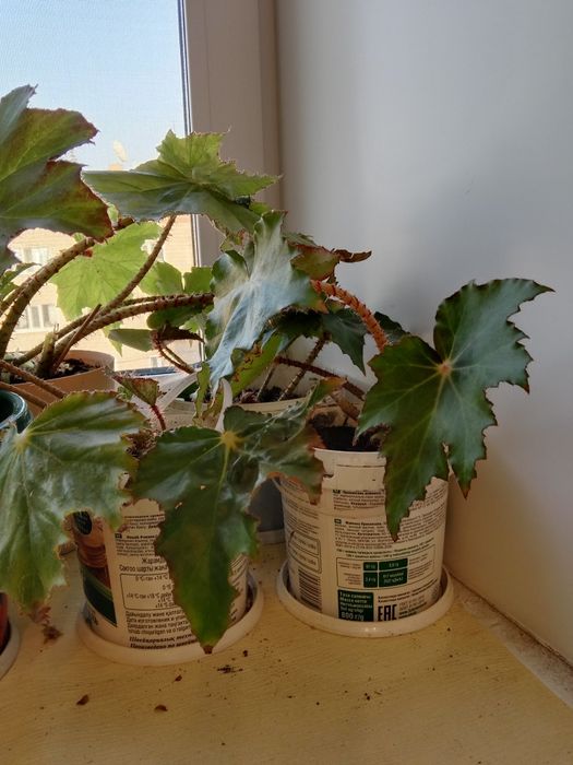 Продам комнатные растения бегония