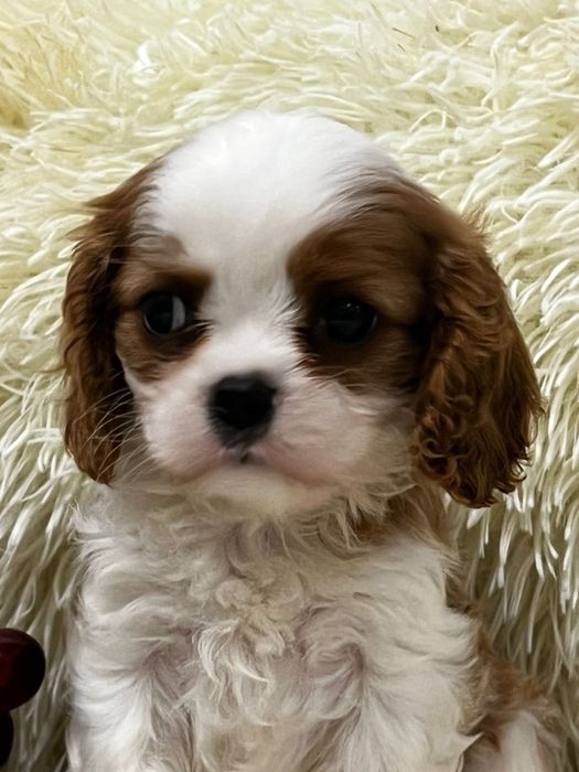 Курносые щеночки кавалер кинг чарльз спаниель