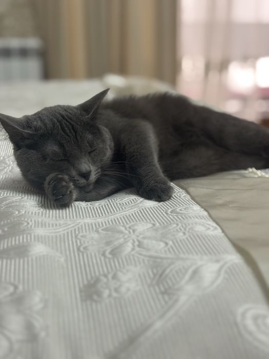 Каяра ищет семью