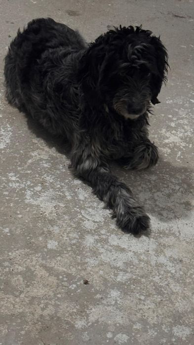 Собака с гарантией