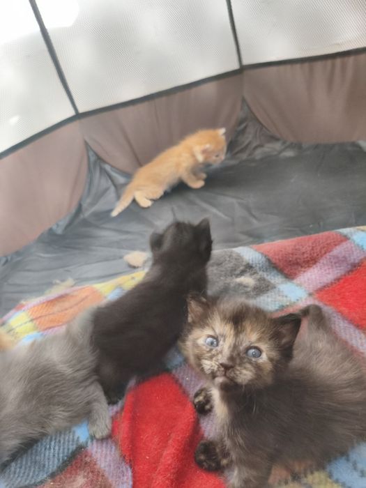 котята ищут дом!!