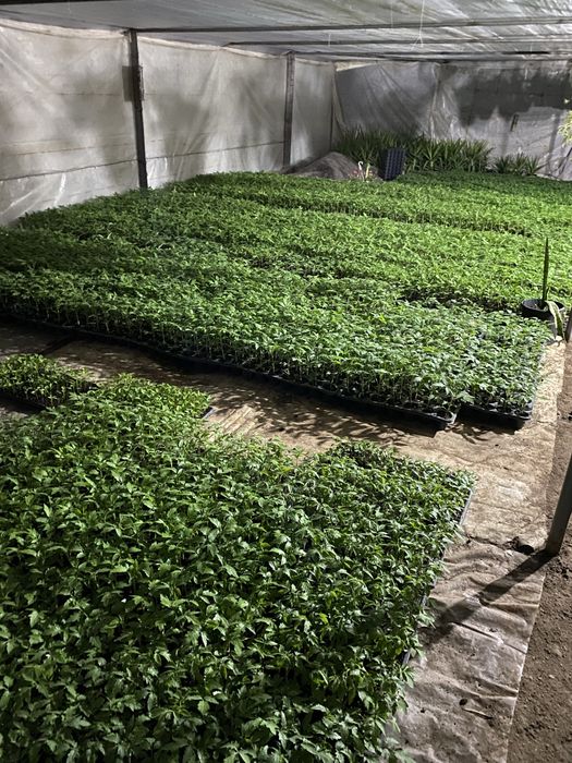 Rasaduri calitatea 1 (producator legume si rasad) Balta Doamnei • OLX.ro