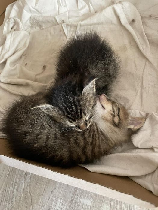 Котета чинчилааа