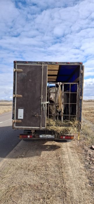 Перевозка скота газель. Мал тасу