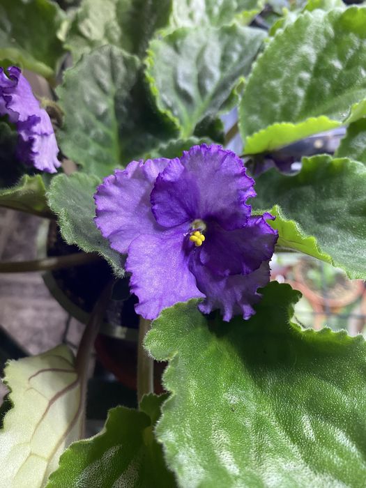 Фиалочки красивые,разные