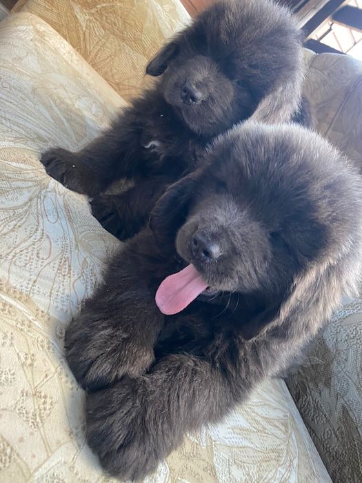 Продам щенков ньюфаундленда