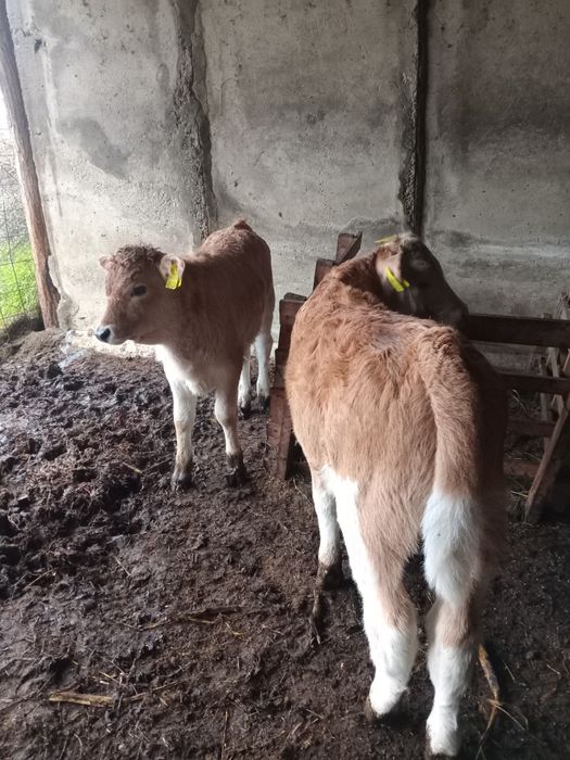 Vând doi vitei rasă