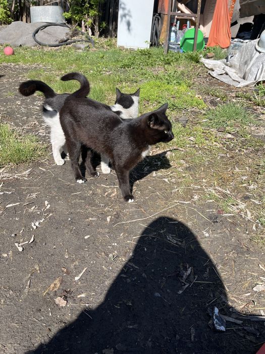 Отдам даром кота молодого