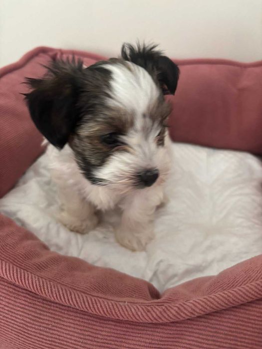 Йоркширски териер - Бивер - С родословие