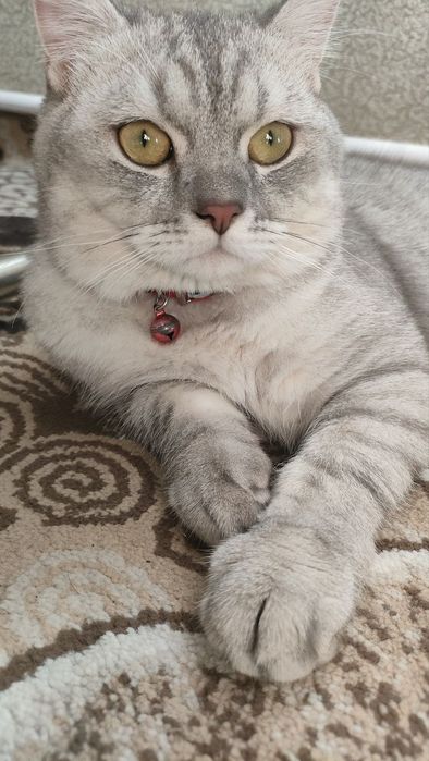 Mushuk sotladi oqat idishi hojat idshi qoshib berladi ogil bola 6 oyli