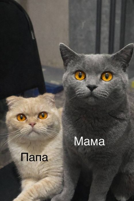 Чистокровные котята Скотиш Фолд