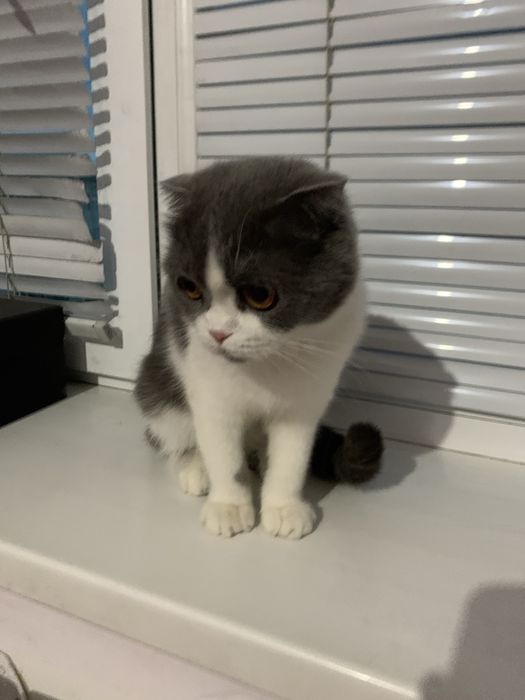 Британский кошка