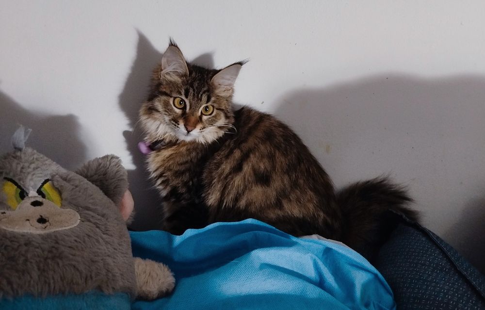 Кошечка ищет любящую семью