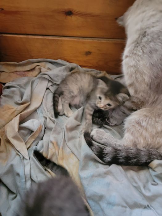 Отдаём котят в хорошие руки
