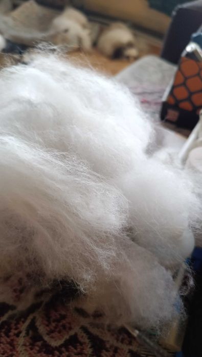 Продам  очес собаки