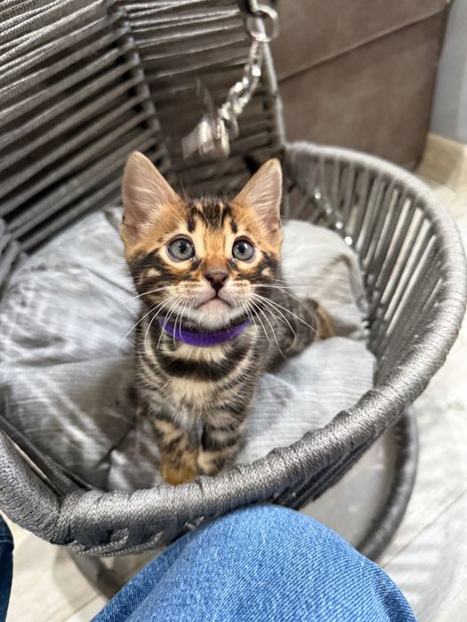 Чистокръвни Бенгалски котета