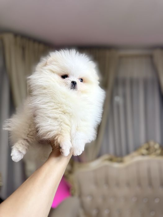 Femela pomeranian extra mics