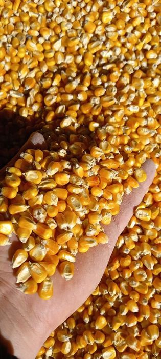 Пшеница 2.3.4.5.6 класс