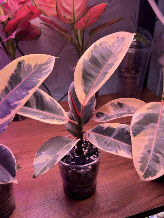 Фикус каучуканосный эластика