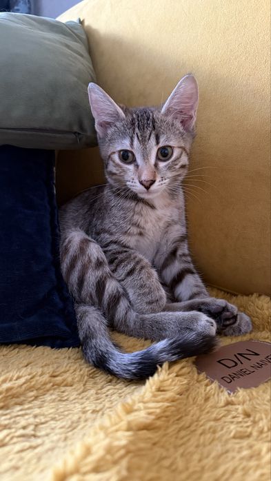 Кошечка в добрые руки