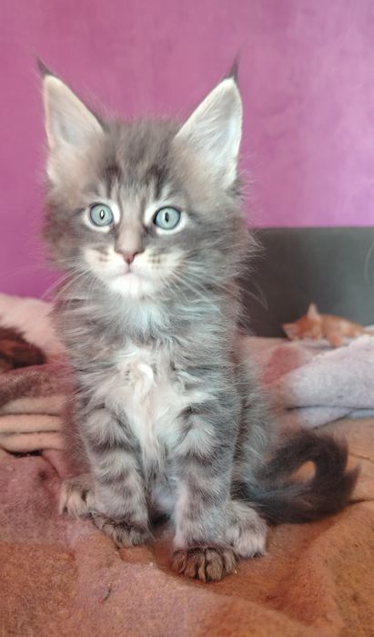 Băiețel Maine Coon
