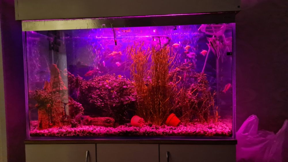 Аквариум (объёмом 220л) со всем в комплекте